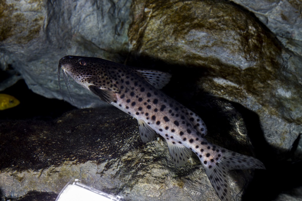 Synodontis njassae 9