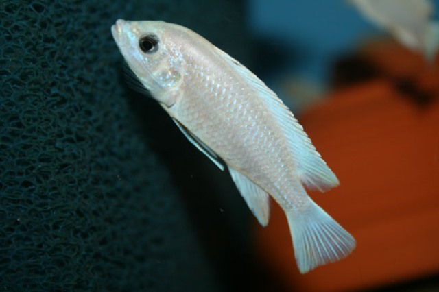 Labidochromis sp. "blue white"