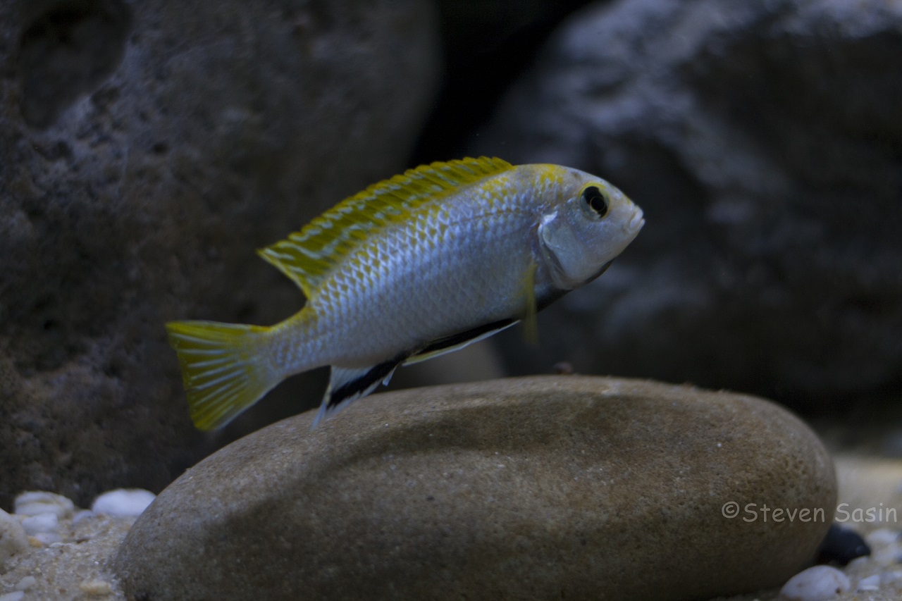 Labidochromis sp. "perlmutt"