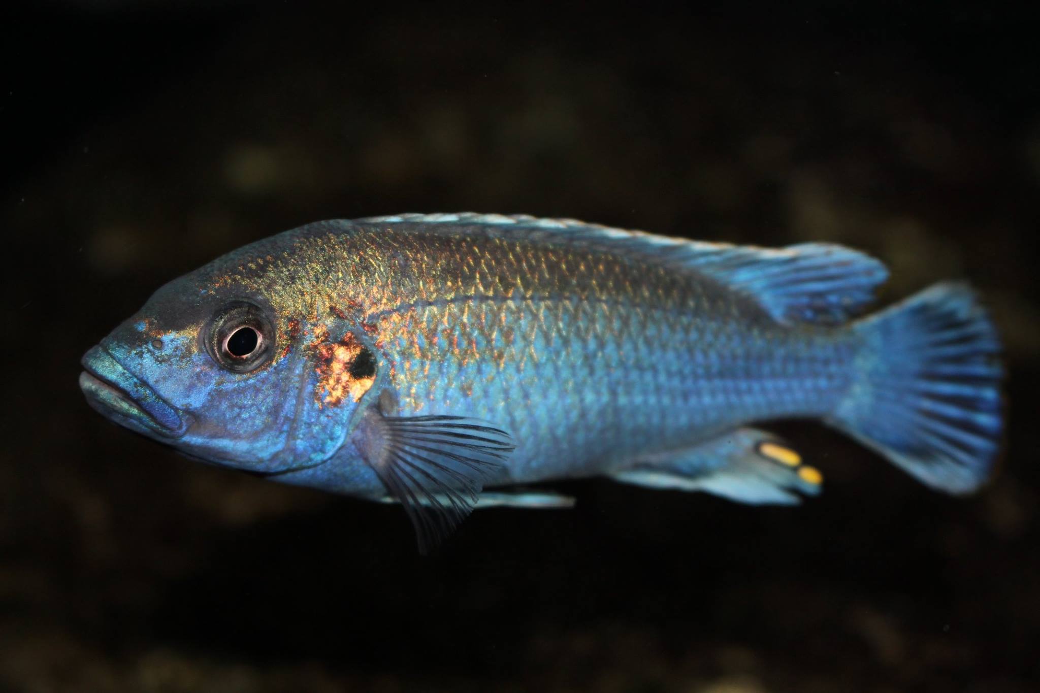 Melanochromis lepidiadaptes