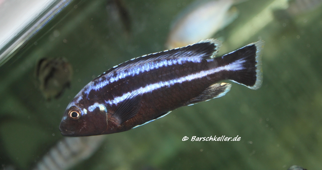 Melanochromis loriae