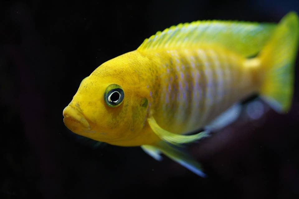 Metriaclima hajomaylandi chizumulu Mnnchen Veronika Davies 1