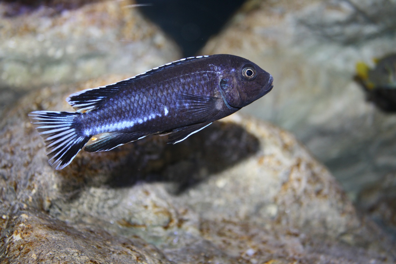 Pseudotropheus perileucos Rebecca Tieseler