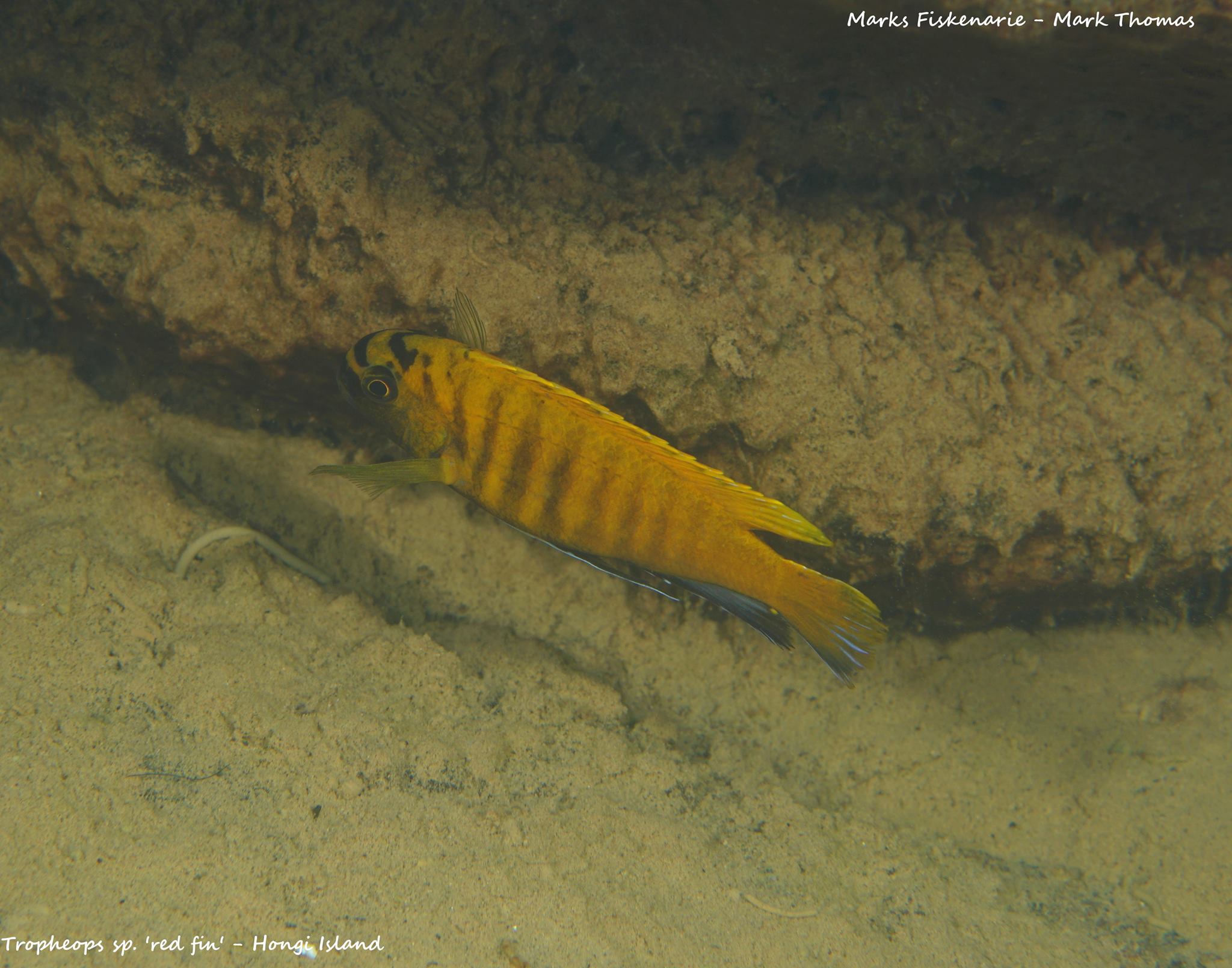 Tropheops sp red fin Hongi Island Mark Thomas