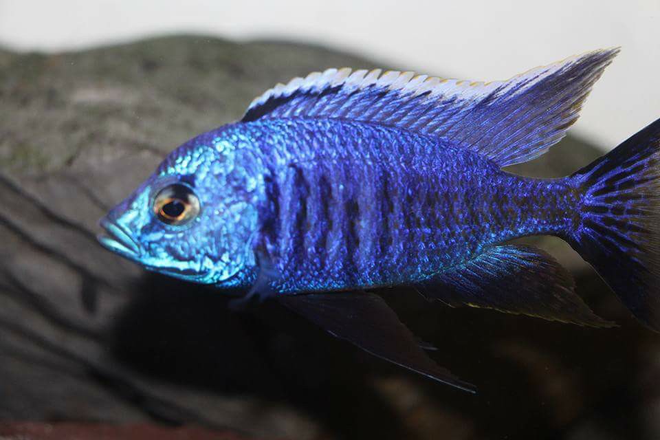 Copadichromis azureus mbenji Mnnchen Daniel Malawizucht 1