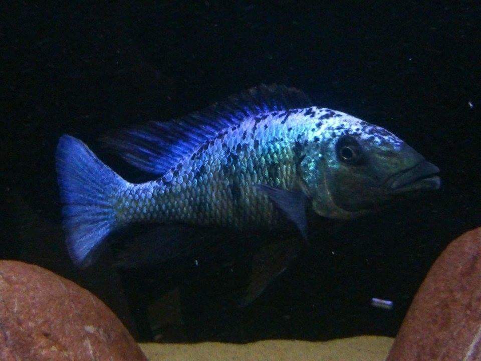 Fossorochromis rostratus stuart christopher lewis