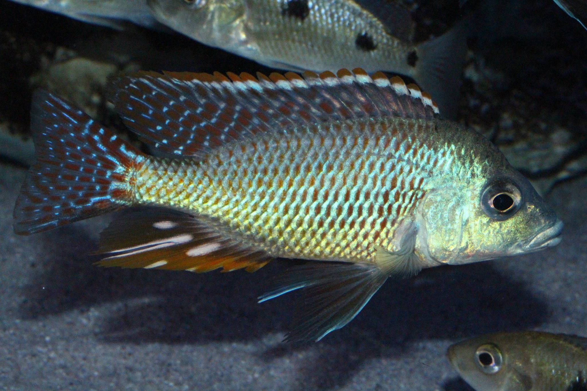 Otopharynx tetrastigma thomas engel aqua treff2