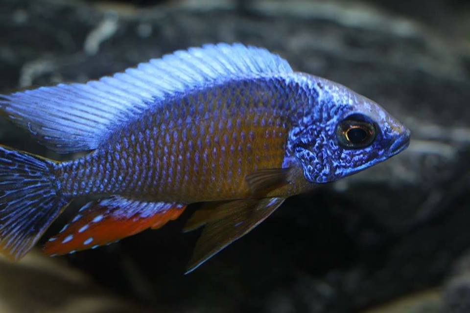 Protomelas sp. steveni taiwan Mnnchen Daniel Malawizucht 1