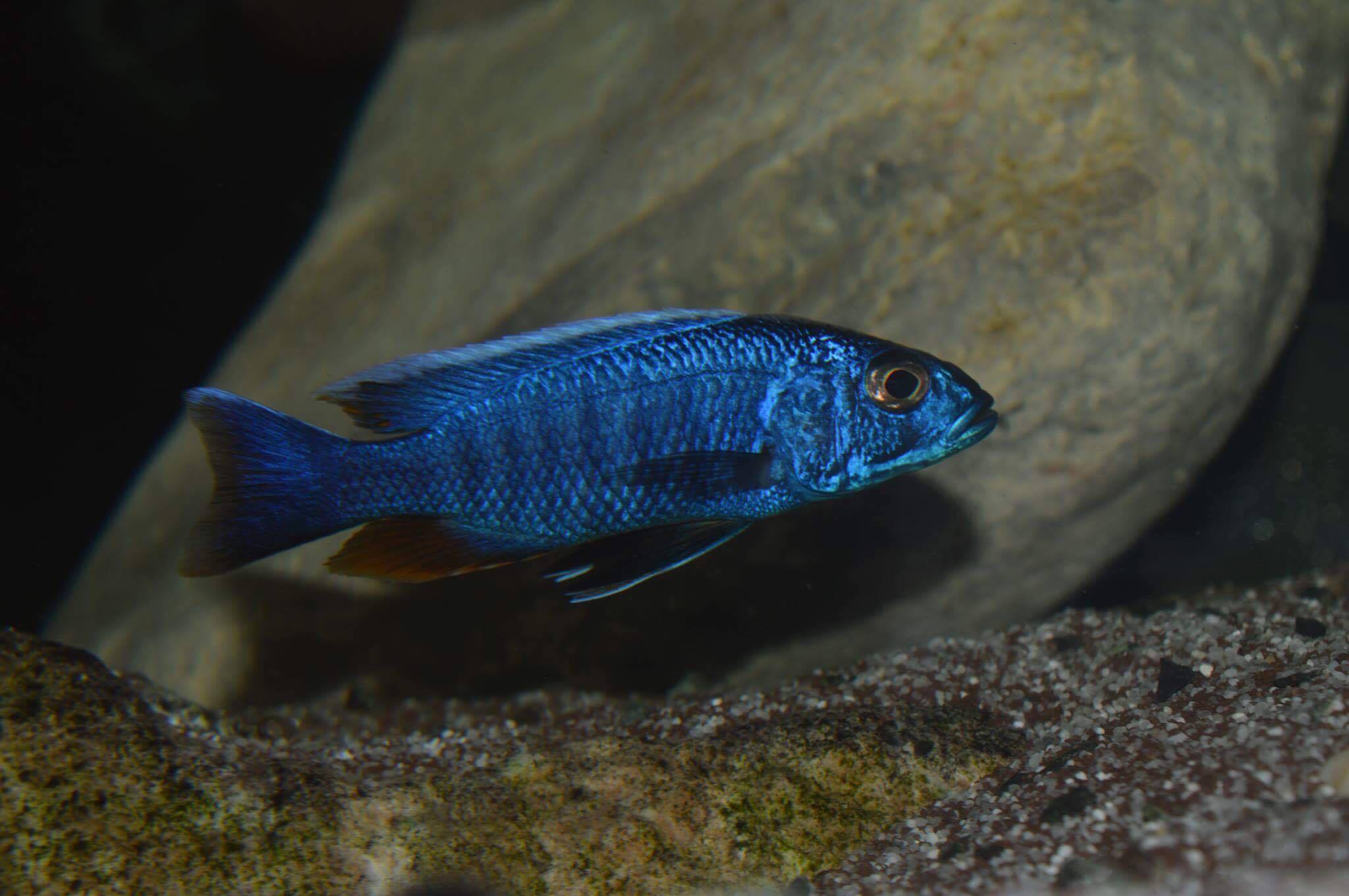 Sciaenochromis fryeri