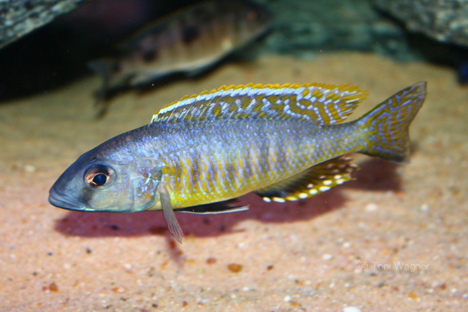 Stigmatochromis pleurospilus mdoka Mnnchen   Toni Wagner 1